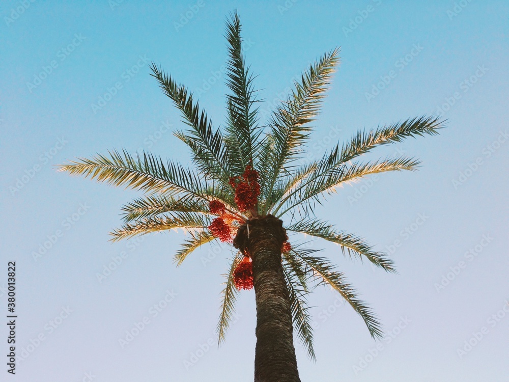 Palm tree from below Palm tree from below