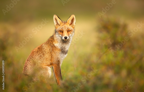 Young red fox in autumn against yellow background