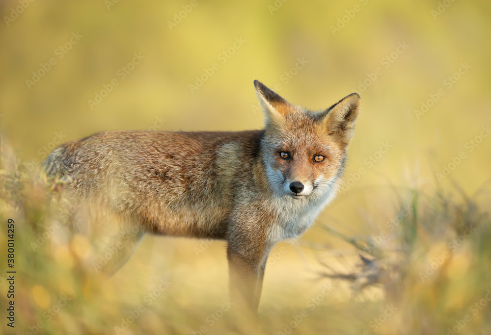 Close up of a red fox against clear background