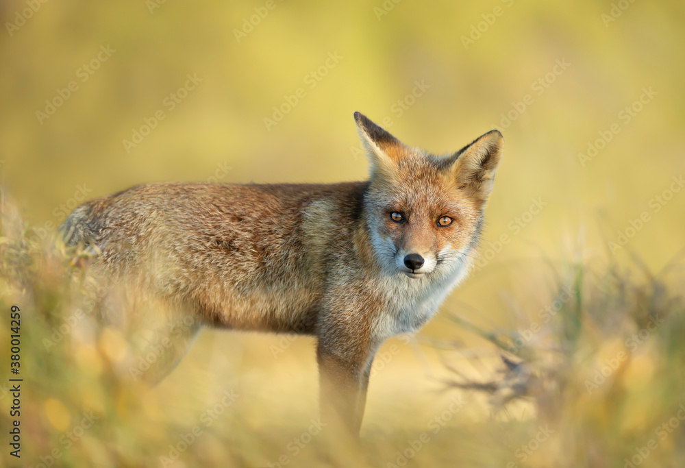 Close up of a red fox against clear background Close up of a red fox against clear background