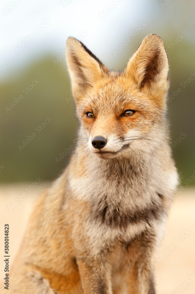 Portrait of a red fox in summer against clear background.