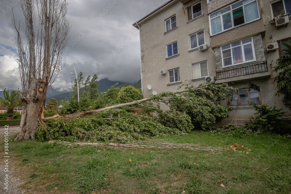 the city of Gagra, Abkhazia. beautiful urban nature of the southern city the city of Gagra, Abkhazia. beautiful urban nature of the southern city