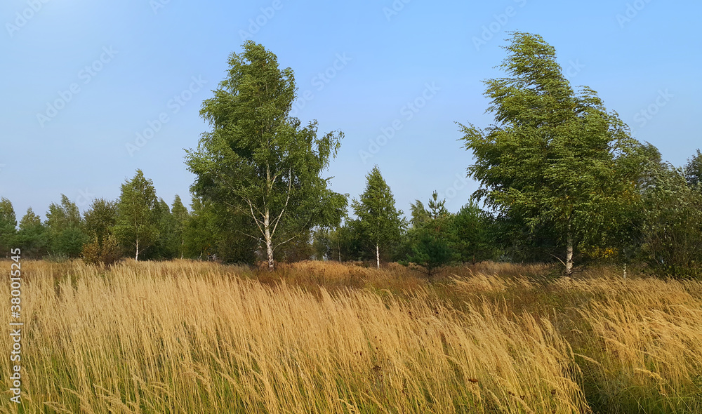 Beautiful autumn landscape with herbs and birches Beautiful autumn landscape with herbs and birches