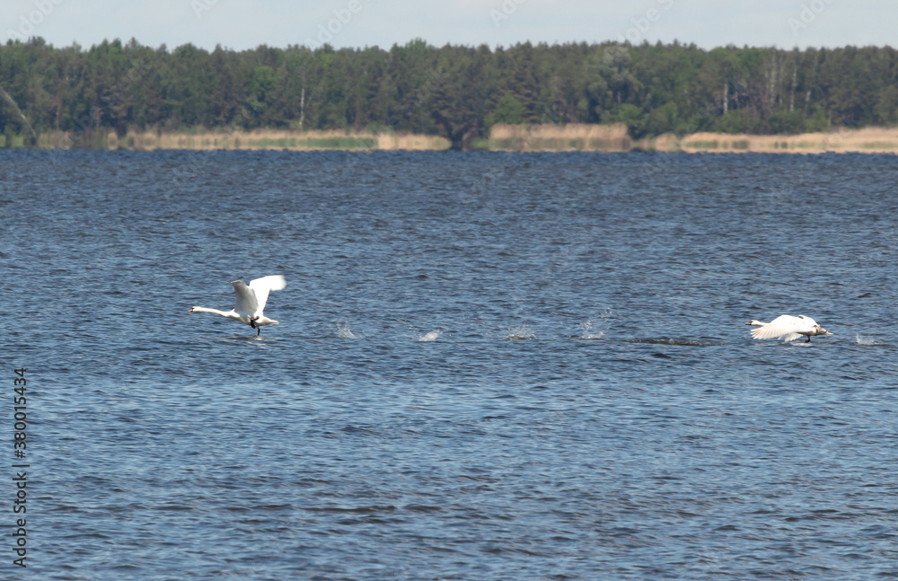 flight of swans on the river flight of swans on the river