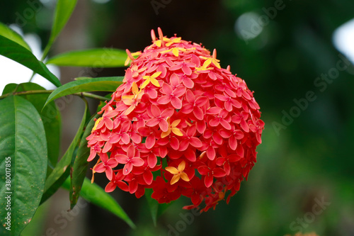 Red Ashoka Flower With Green Leaf