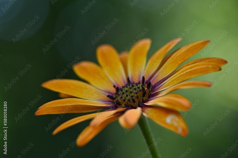 Makroaufnahme von gelb orange blühende Margerite mit grünem Hintergrund Makroaufnahme von gelb orange blühende Margerite mit grünem Hintergrund
