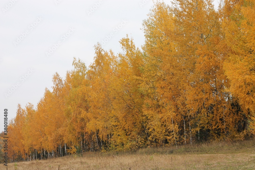 autumn in the forest