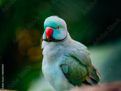 red-crowned parakeet photo