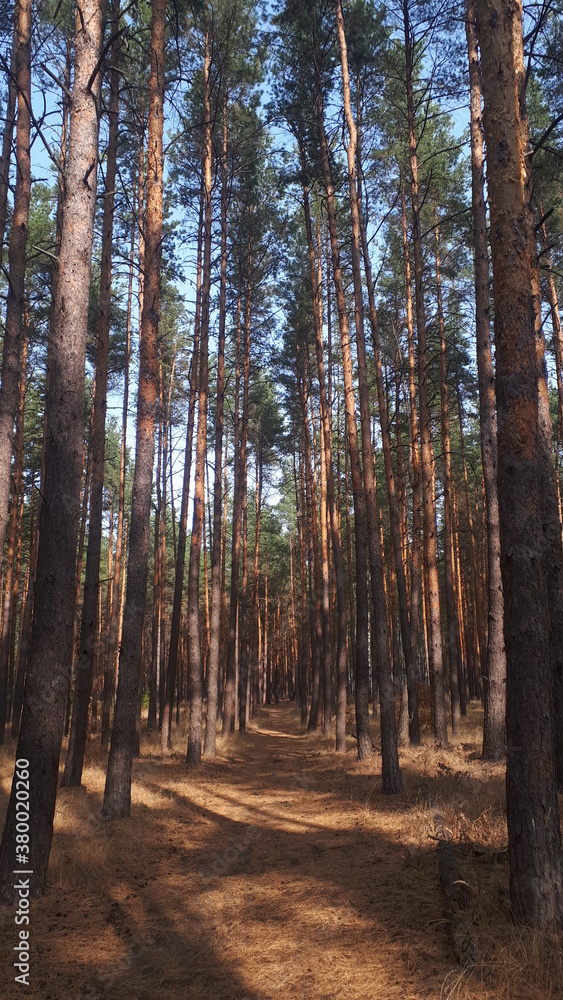 Obraz premium forest in autumn