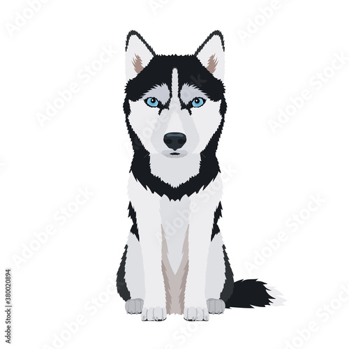 Vector portrait of sitting Siberian Husky with blue eyes isolated on white background