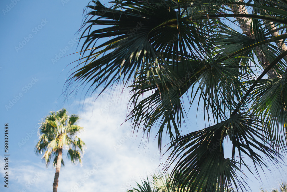 Palm trees Palm trees
