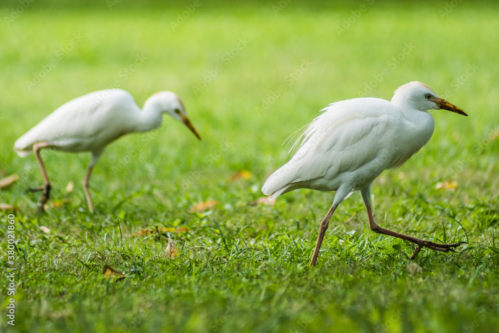 Fototapeta premium Cattle Egret