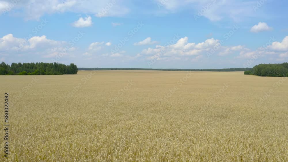 Golden wheat field against a blue sky and clouds, aerial view.
Golden wheat field against a blue sky and clouds, aerial view.