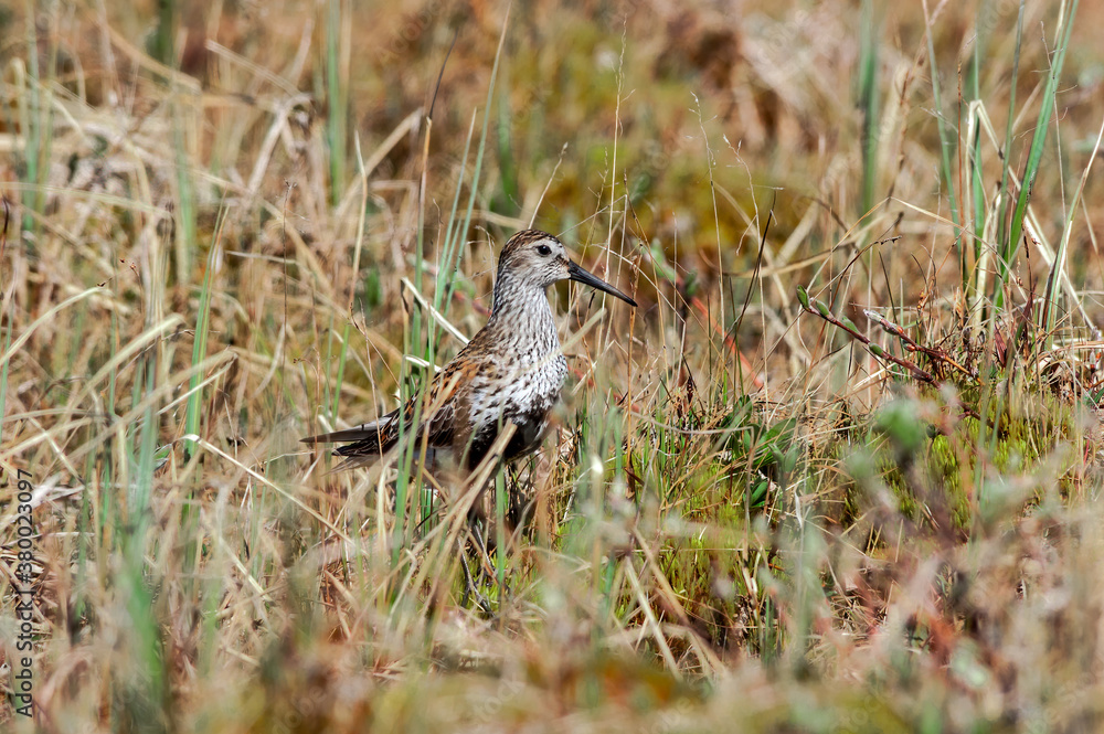 Dunlin (Calidris alpina) in Barents Sea coastal area, Russia Dunlin (Calidris alpina) in Barents Sea coastal area, Russia