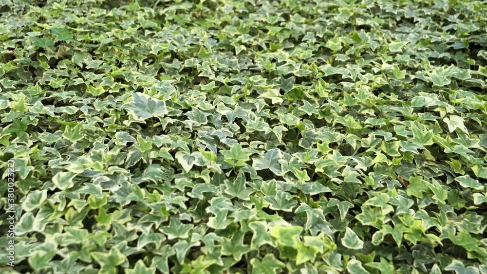 Common ivy leaves ,Hedera helix Common ivy leaves ,Hedera helix