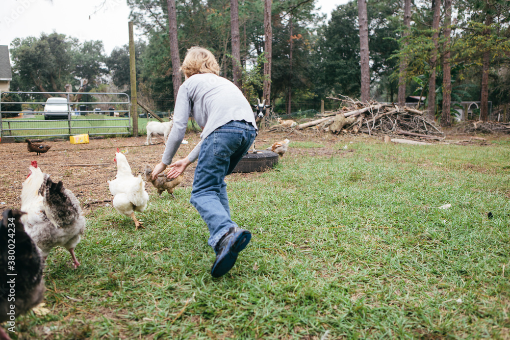 Boy chasing chickens in barnyard Boy chasing chickens in barnyard