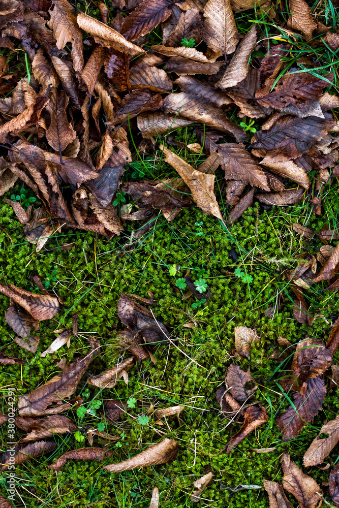 Autumn Leaves on Damp Grass Autumn Leaves on Damp Grass