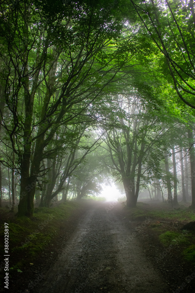 Naklejka premium Foggy Morning at Forest, Ireland