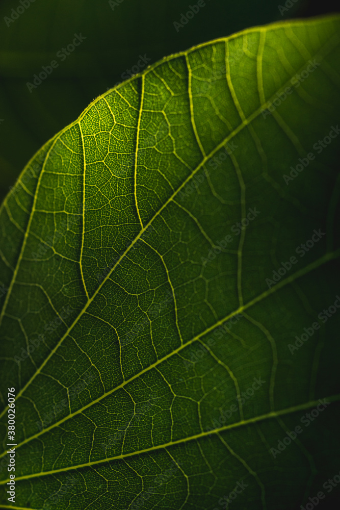Light through the leaf Light through the leaf