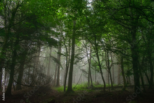 Fototapeta Naklejka Na Ścianę i Meble -  Foggy Morning at Forest, Ireland