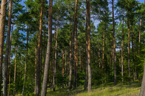 Fototapeta Naklejka Na Ścianę i Meble -  trees in the woods in summer