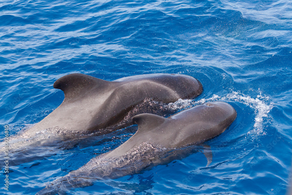 Naklejka premium Pilot whales off the coast of Tenerife, Canary Islands