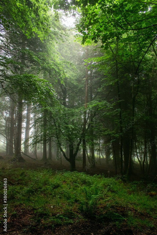 Naklejka premium Foggy Morning at Forest, Ireland
