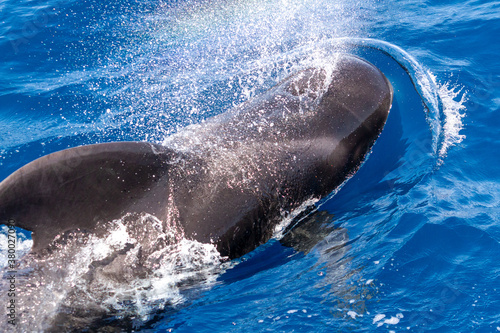 Photography Pilot whales off the coast of Tenerife, Canary Islands