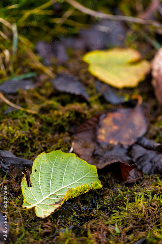 Autumn Leaves on Damp Grass Autumn Leaves on Damp Grass