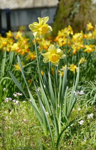 Yellow Narcissus pseudonarcissus in a park in spring in Zurich, Switzerland