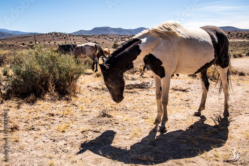 wild horses in Nevada desert spotted Appaloosa horse