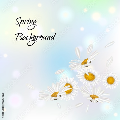 Nature theme banner with camomile flowers and flying petals. Flower design for invitation, greeting, posters, web projects. Vector illustration.