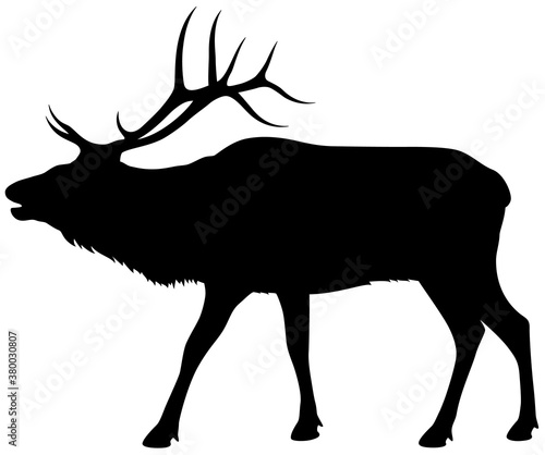 Vector illustration of a silhouette of a standing, bugling bull elk against a white background. photo