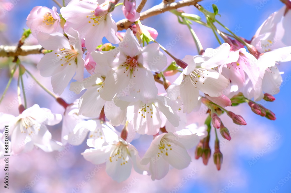 pink cherry blossom of Japan