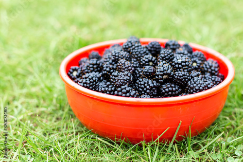Blackberries in a bowl on the lawn