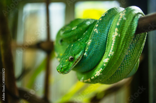 Green Tree Python photo