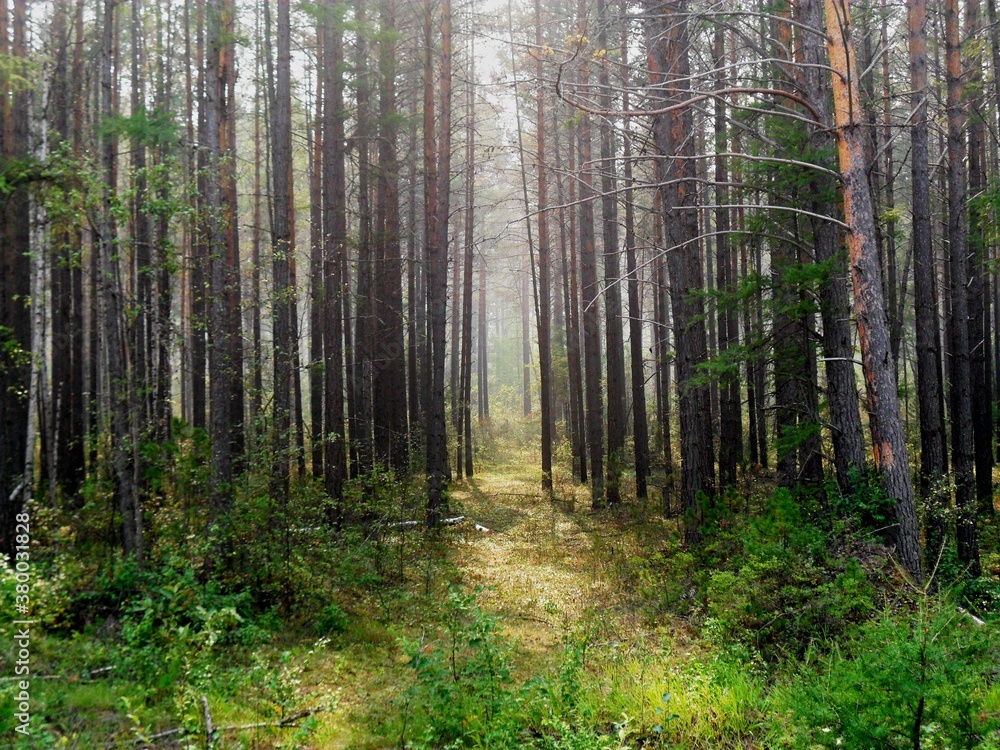Fototapeta premium Forest