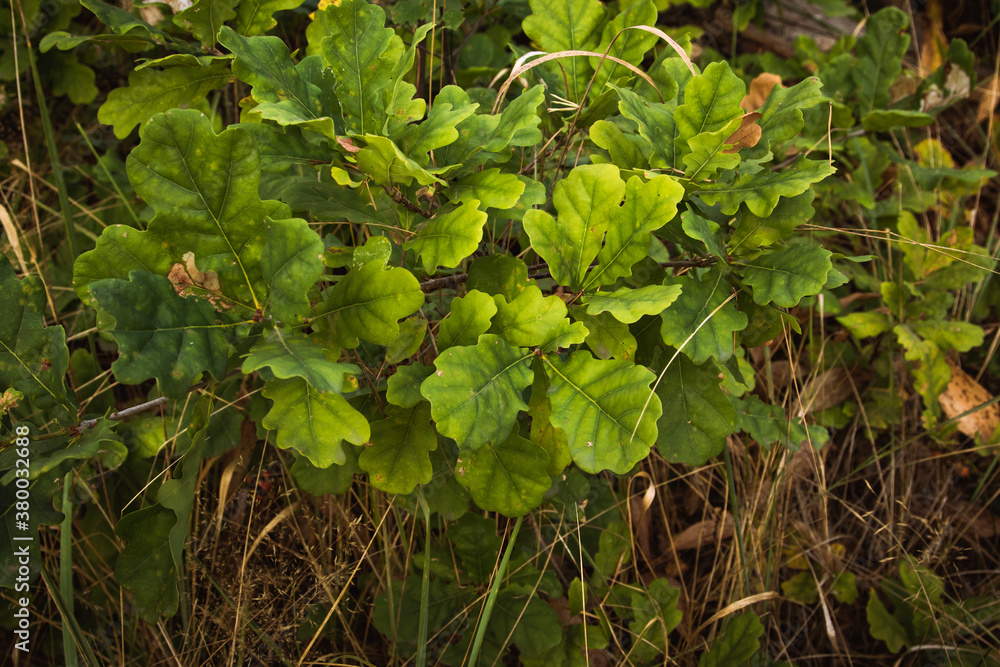 oak leaves oak leaves
