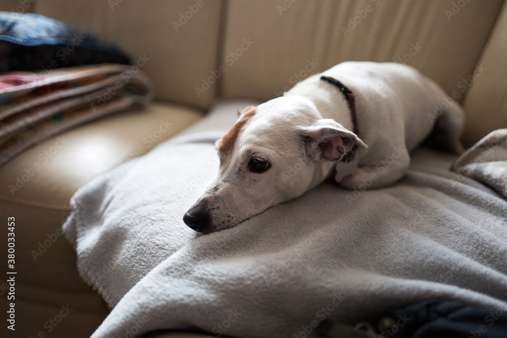 Little Jack Russell Terrier alone on a sofa Little Jack Russell Terrier alone on a sofa