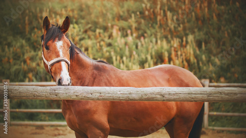 A beautiful bay horse with a white stripe and a halter on its muzzle stands in a paddock behind a wooden fence on an autumn day. Farming. Livestock.
