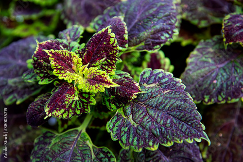 Bright coleus leaves background photo