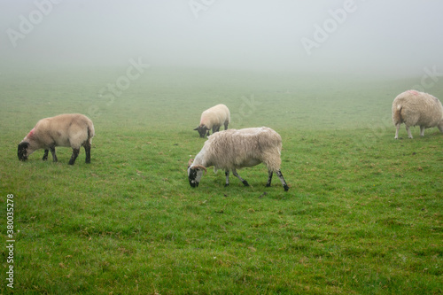Sheep Grazing in Foggy Field
