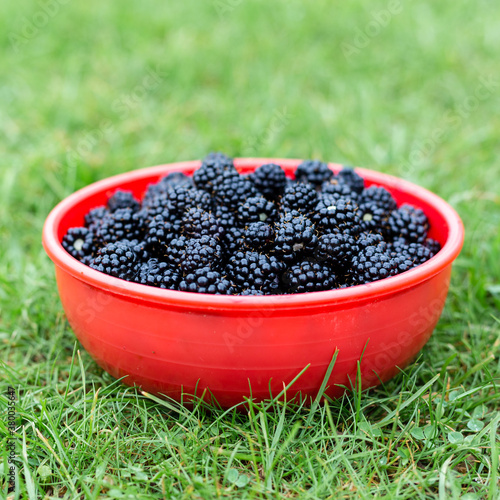 Blackberries in a bowl on the lawn