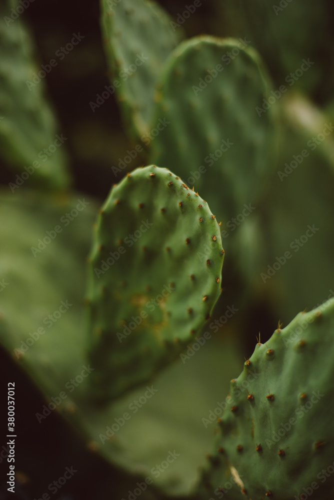 Cactus