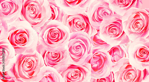 Many beautiful pink roses as background, top view. Banner design