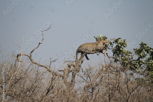 Cheetah on a tree