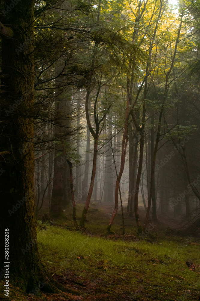 Foggy Forest Woodland
