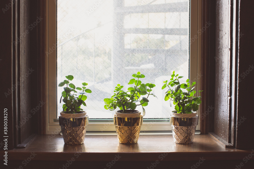 Three small vibrant green plants sitting in a window Three small vibrant green plants sitting in a window