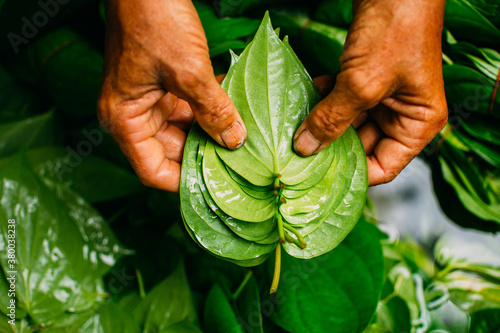 Farmer stacking betel leaves at a market for sale in Thailand.
 photo