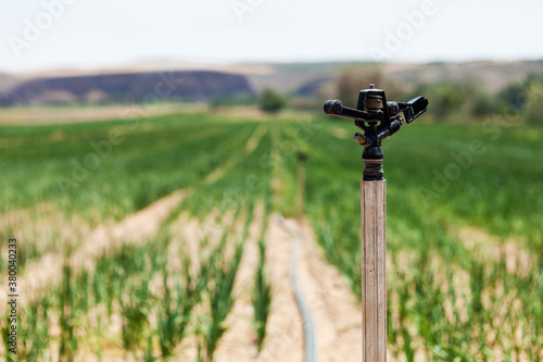 Sprinkler on a cultivated field photo